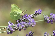 Brimstone Butterfly On Lavender