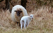 Drenthe Heath sheep
