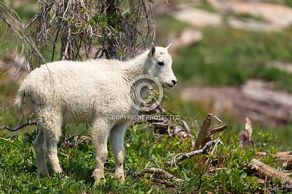 Mountain Goat, Oreamnos Americanus