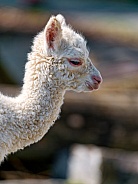 Baby Llama