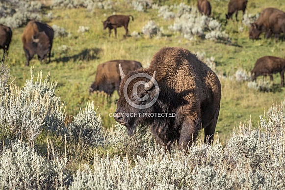 American Bison