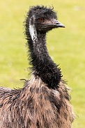 Emu Portrait Side Profile