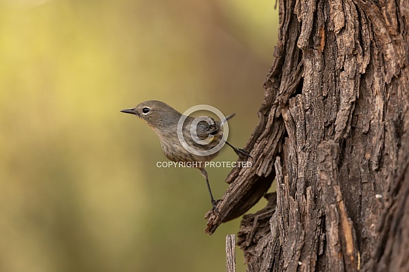 Yellow Rumped Warbler, Setophaga coronata