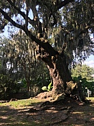 Southern Louisiana Live Oak Tree