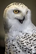 Snowy Owl--Made Him Laugh