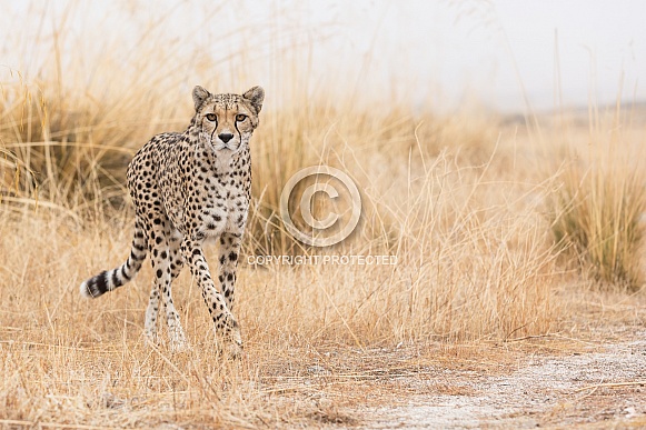 Cheetah