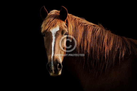Peruvian Paso Peruvian Paso
