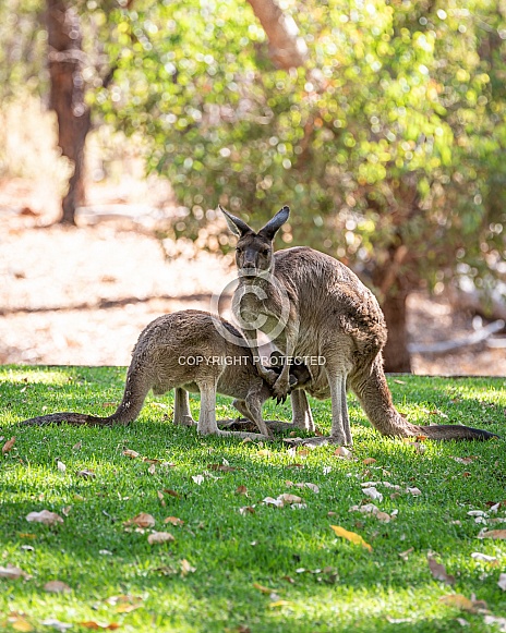 Kangaroo couple in park in Western Australia