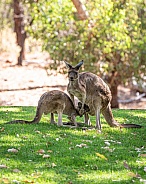 Kangaroo couple in park in Western Australia