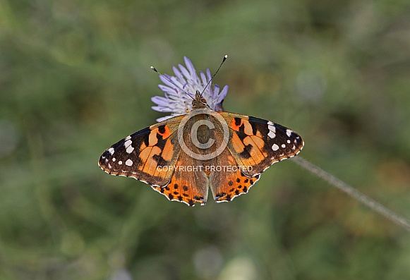 Painted Lady Painted Lady