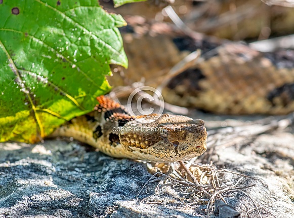 Timber Rattlesnake