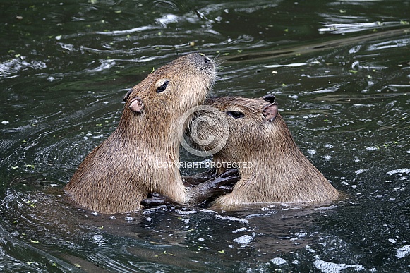 Capybara (Hydrochoerus hydrochaeris