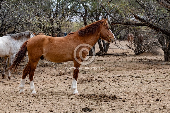 Salt River Wild Mustangs Salt River Wild Mustangs