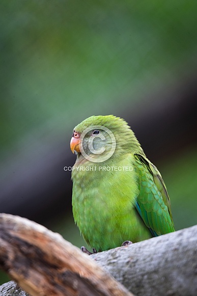 superb parrot superb parrot