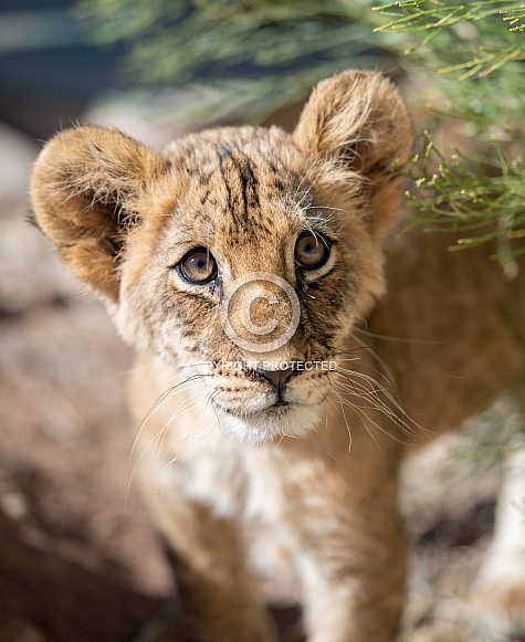 Lion cub portrait Lion cub portrait