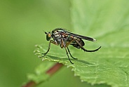 Long legged Fly