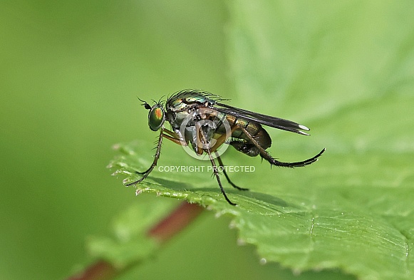 Long legged Fly