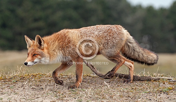 Red Fox Red Fox