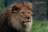 African Lion Close Up