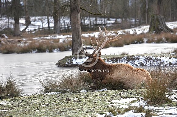 Roosevelt Elk Roosevelt Elk