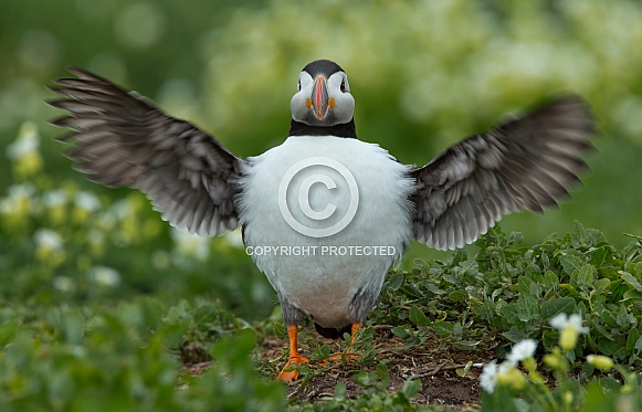 Puffin the birds from the arctic.