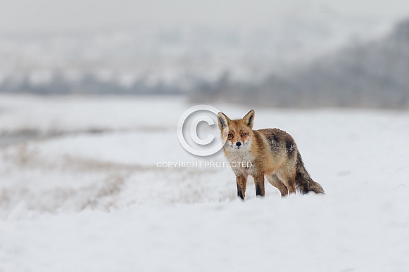Red foxes Red foxes