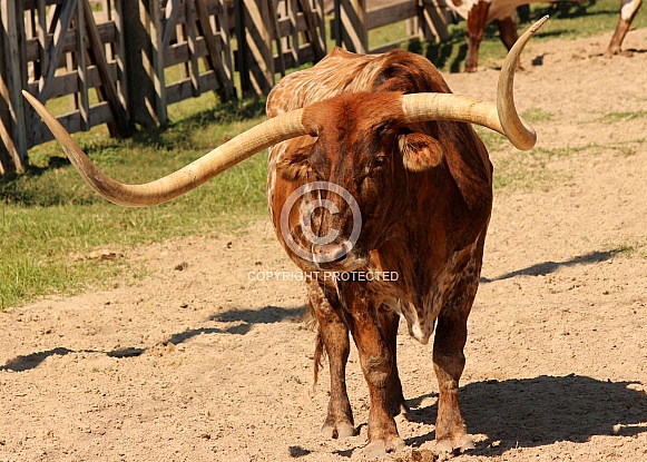 Texas Longhorn