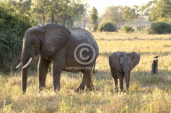 African Elephant & Calf