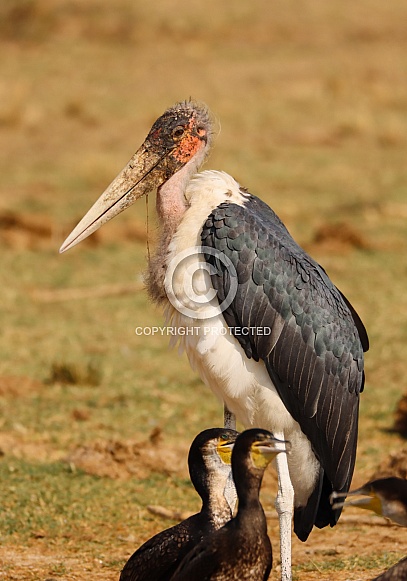 Marabou Stork Marabou Stork