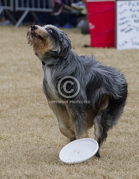Border Collie or Australian Shepherd