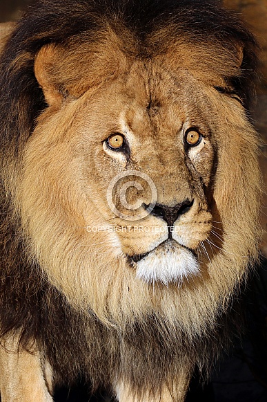 Lion (Panthera Leo) Lion (Panthera Leo)