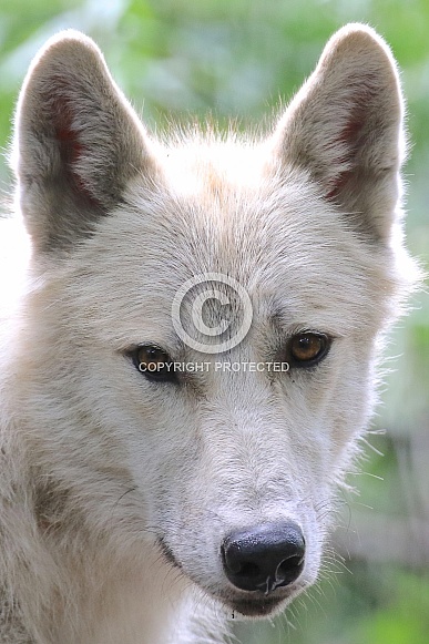 hudson bay Wolf hudson bay Wolf