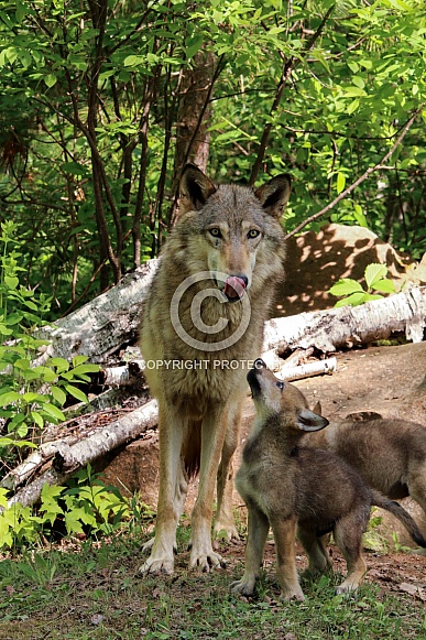 Wolf and Wolf Pups