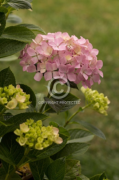 Hydrangea