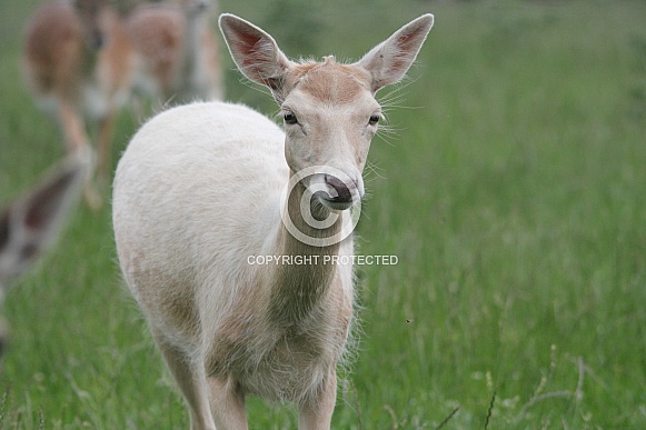 Fallow Deer