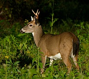 White tail deer