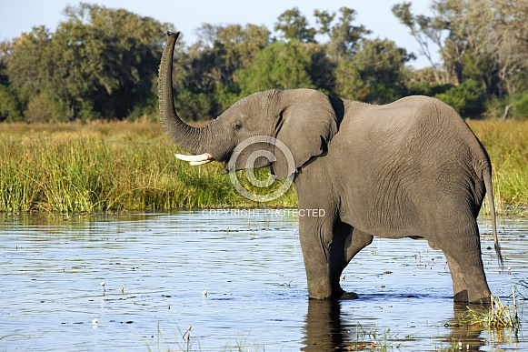 African Elephant at a waterhole - Botswana African Elephant at a waterhole - Botswana
