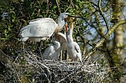 The Eurasian spoonbill