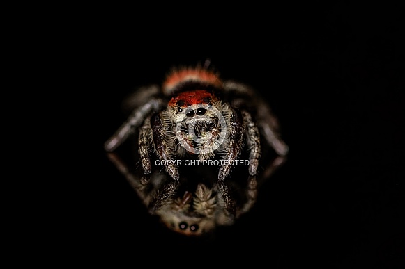 Jumping Spider