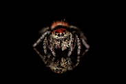 Jumping Spider