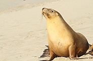 NZ Fur Seal