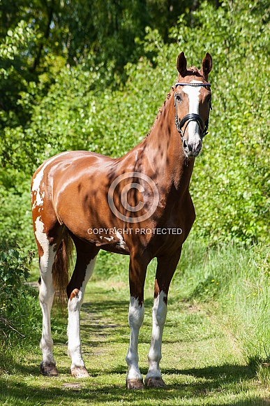 Horse