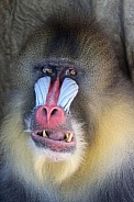 mandrill (Mandrillus sphinx)