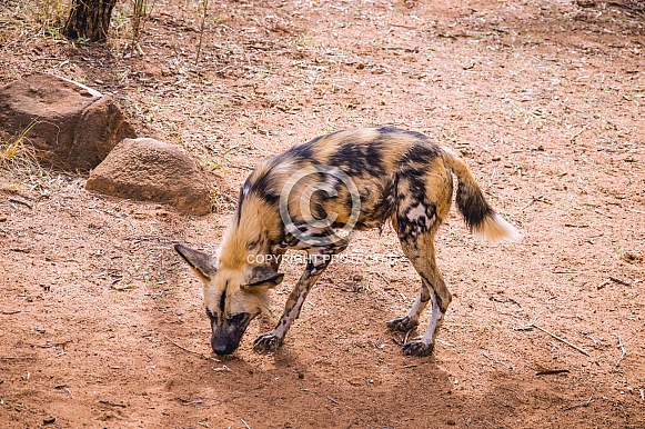 Wild dogs Wild dogs