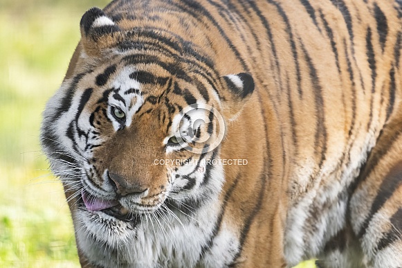 Tiger