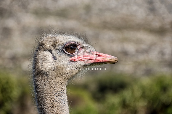 Ostrich Head
