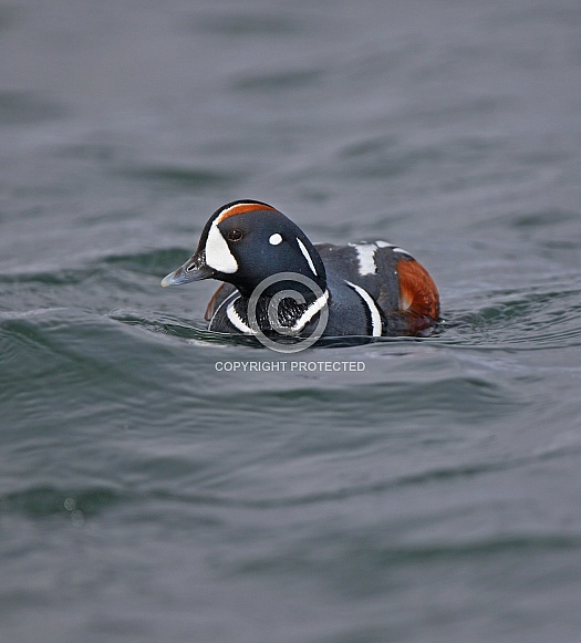 Harlequin Duck Harlequin Duck