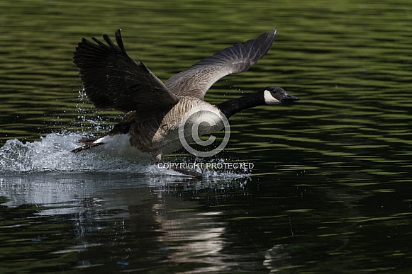 Canada Goose