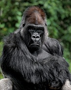 Western Lowland Gorilla