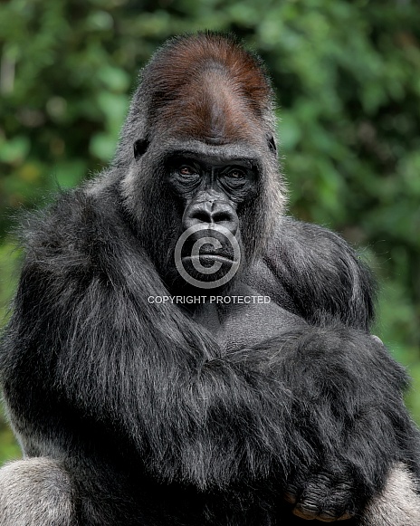 Western Lowland Gorilla Western Lowland Gorilla